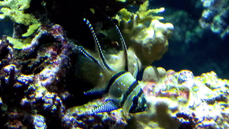 Kardinalbarsche im Aquarium: Das sind die beliebtesten Arten