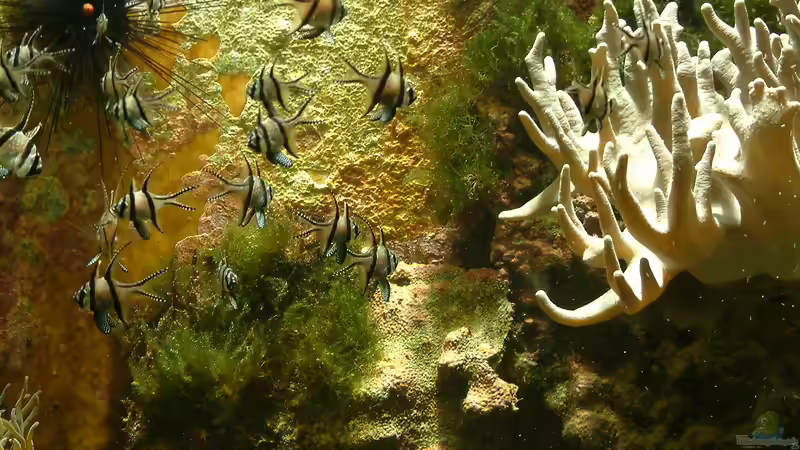 Kardinalbarsche im Aquarium: Das sind die beliebtesten Arten