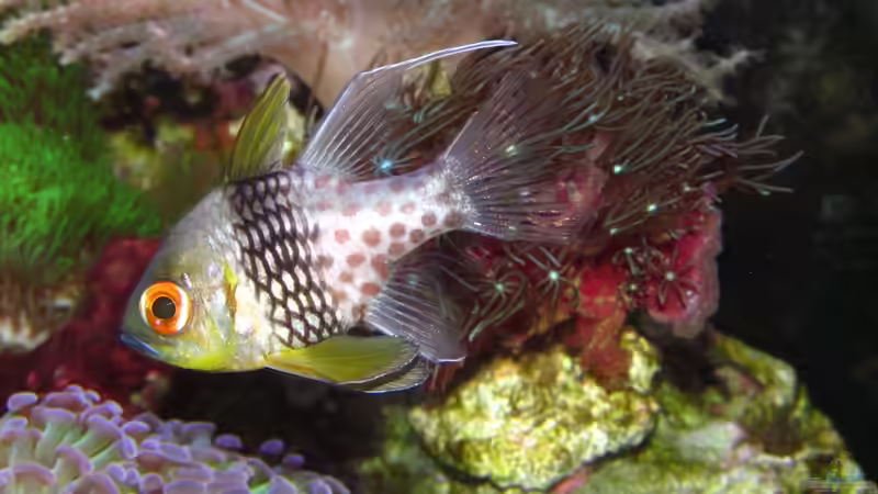 Kardinalbarsche im Aquarium: Das sind die beliebtesten Arten