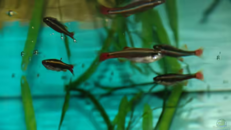 Kardinale von Anna Müller (4)