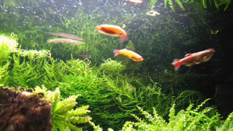 kardinale von Hanswerk (5)