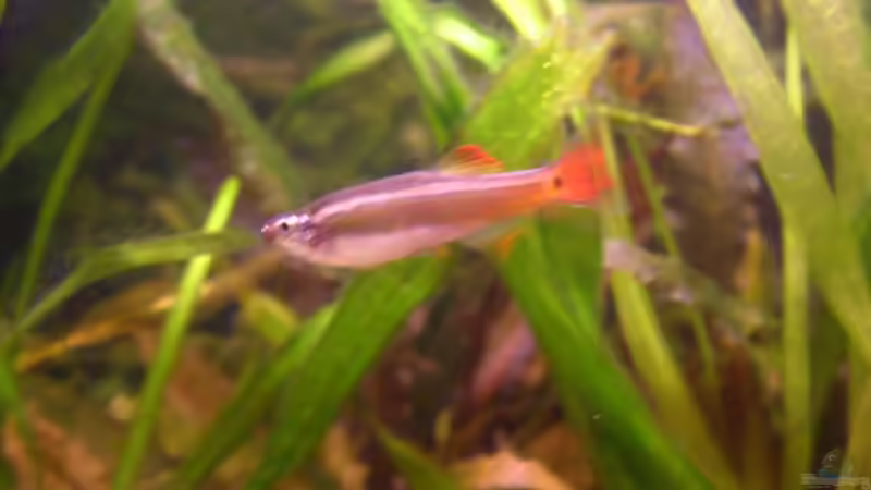 Kardinalfisch von André Janssen (2)