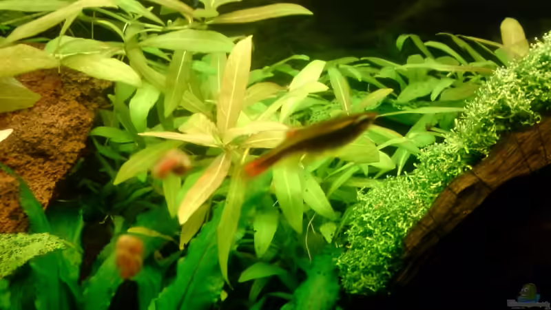 Kardinalfisch von Andreas Laubinger (13)