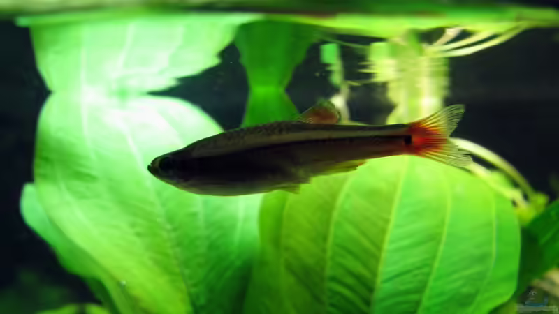 Kardinalfisch von Stefan Peter (18)