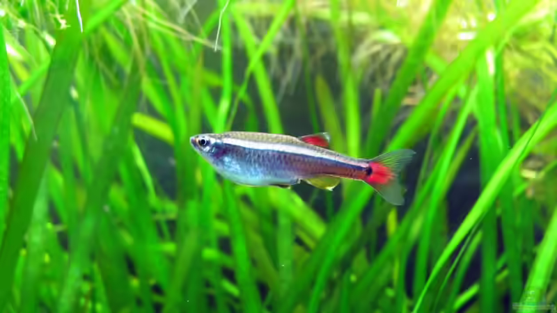 Kardinalfisch von Stefan Peter (19)