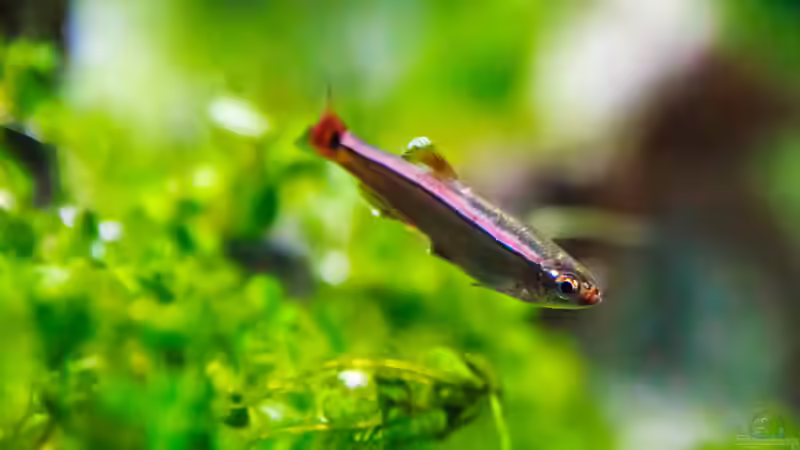 Kardinalfisch von TommyR (29)