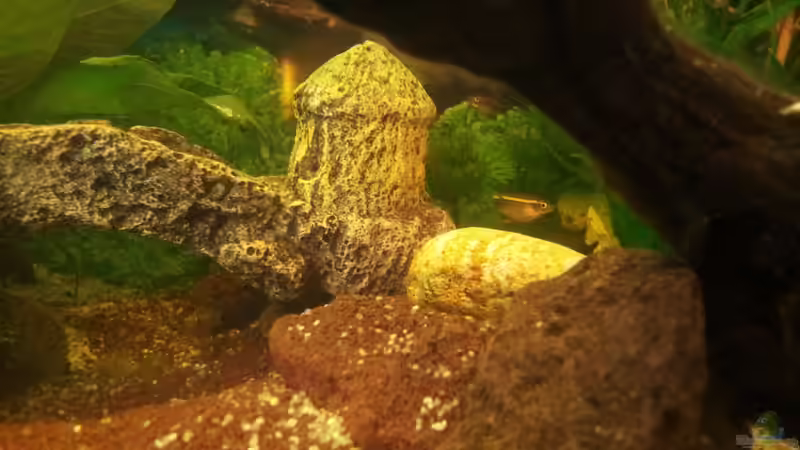 Kardinalfisch von Wensday (6)