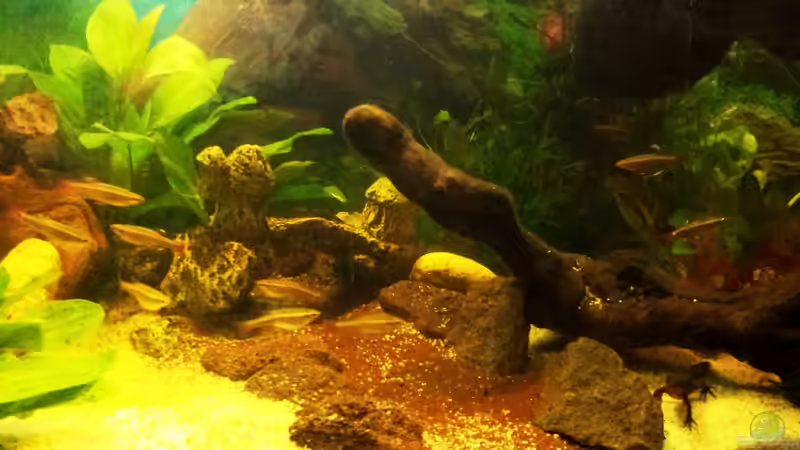 Kardinalfische + ch. Molch von Wensday (3)