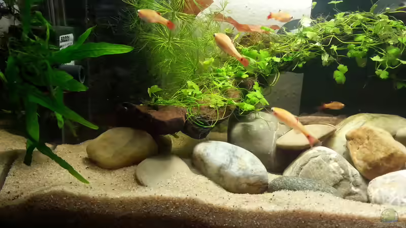 Kardinalfische gold von Aniram (18)