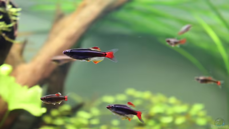 Kardinalfische von GIDDI (18)