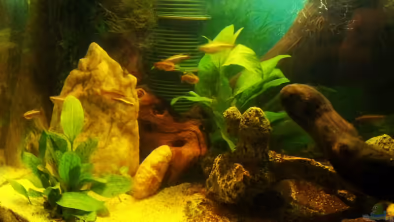 Kardinalfische von Wensday (4)