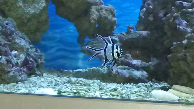 Kardinalsbarsch  von Wiege (26)