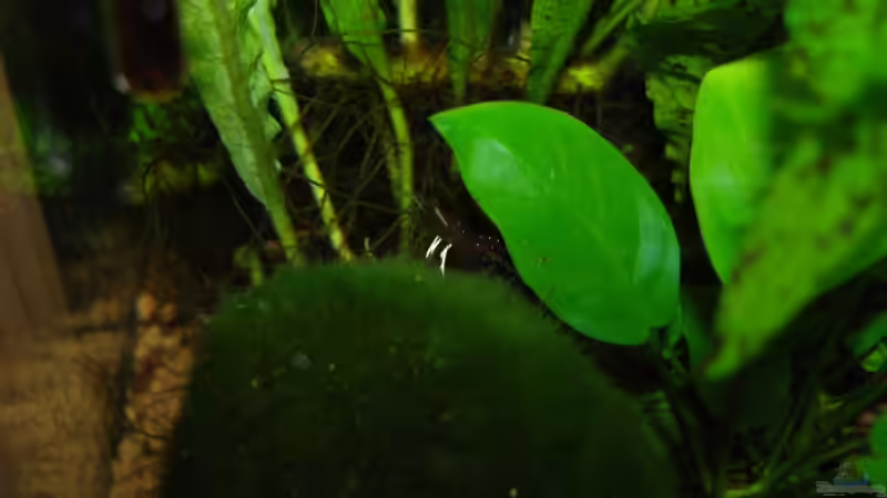 Kardinalsgarnele auf Mooskugel von Aquarienfreund44 (13)