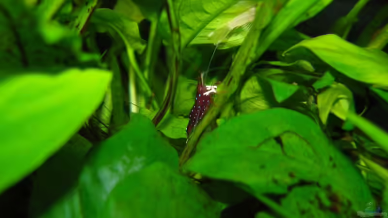Caridina dennerli im Aquarium pflegen (Einrichtungsbeispiele mit Kardinalsgarnelen)