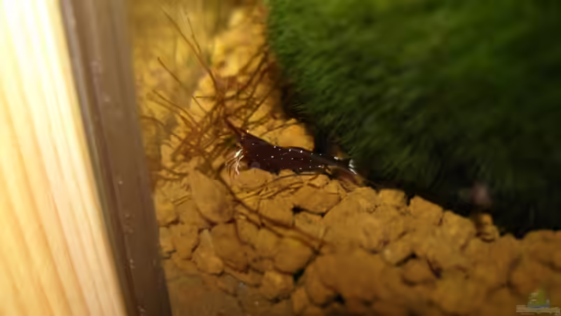 Kardinalsgarnele von Aquarienfreund44 (14)