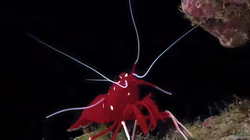 Caridina dennerli im Aquarium pflegen (Einrichtungsbeispiele mit Kardinalsgarnelen)