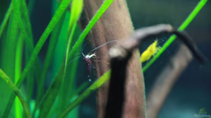 Caridina dennerli im Aquarium pflegen (Einrichtungsbeispiele mit Kardinalsgarnelen)