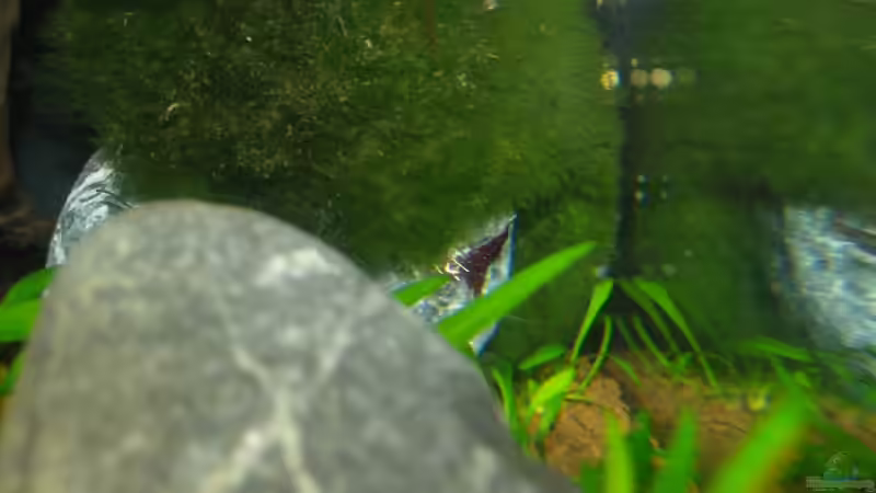 Caridina dennerli im Aquarium pflegen (Einrichtungsbeispiele mit Kardinalsgarnelen)