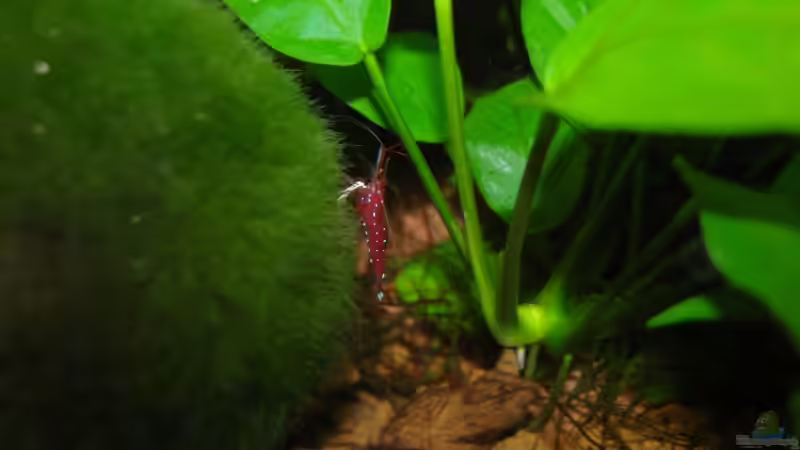 Caridina dennerli im Aquarium pflegen (Einrichtungsbeispiele mit Kardinalsgarnelen)