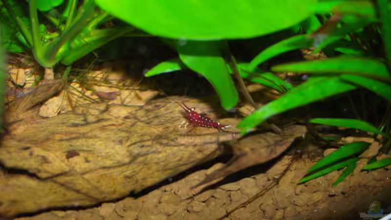 Caridina dennerli im Aquarium pflegen (Einrichtungsbeispiele mit Kardinalsgarnelen)