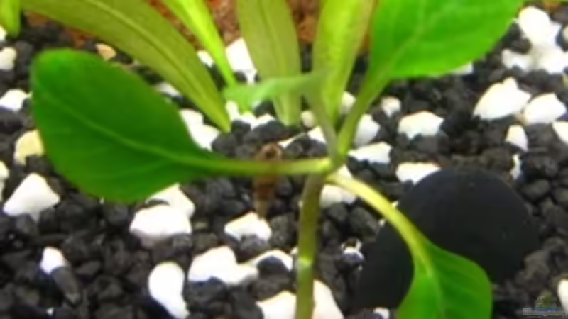 Kardinalslobelie von DanBri (9)