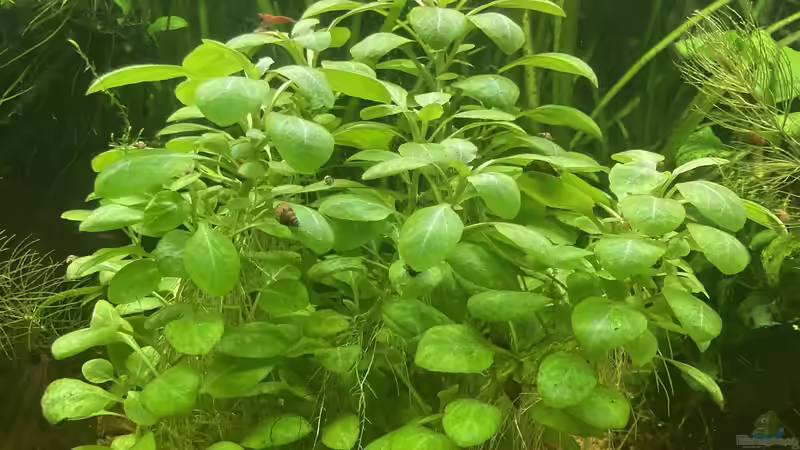 Kardinalslobelie von Fischfan11 (3)