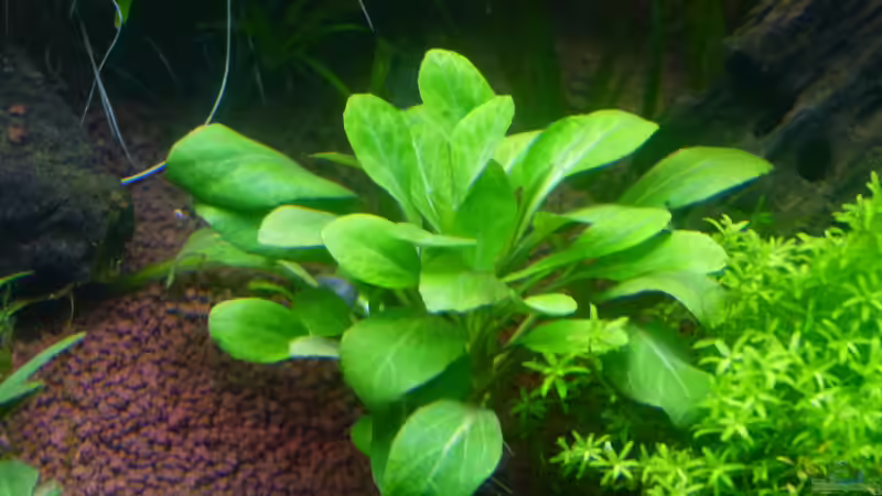 Kardinalslobelie von Mc.Maurer (11)