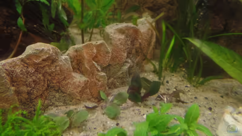 Kardinalslobelie von raubsau (104)