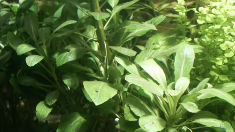 kardinalsrote Lobelie von Dschinn (29)