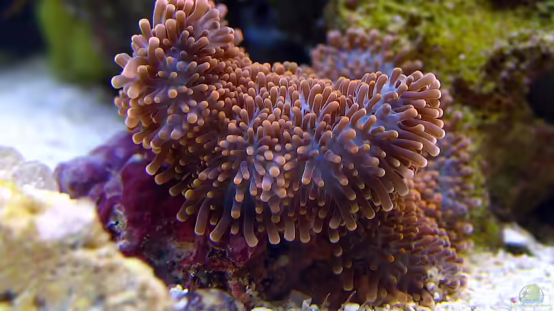 Karibik-Scheibenanemone von Petra Kallmeyer (5)