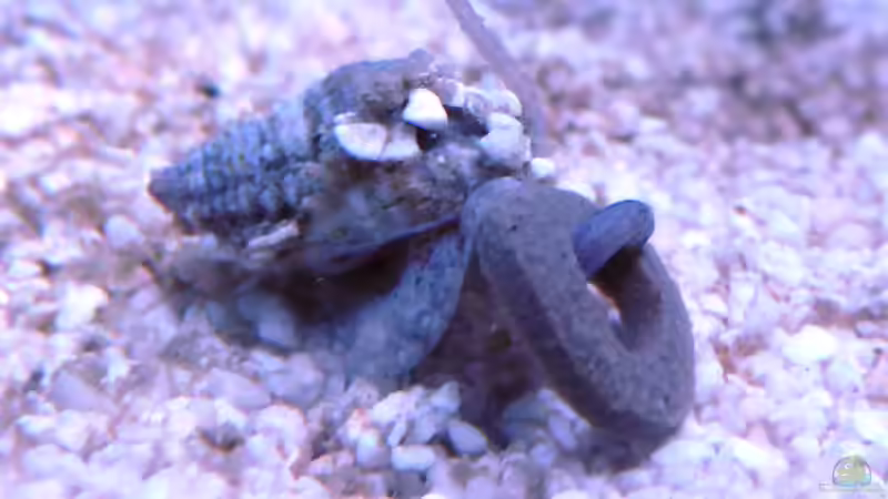 Karibische Wellhornschnecke mit Futter von Summse (69)