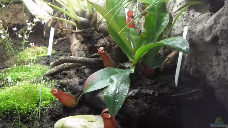 Karnivoren-Terrarium & Karnivoren Vase