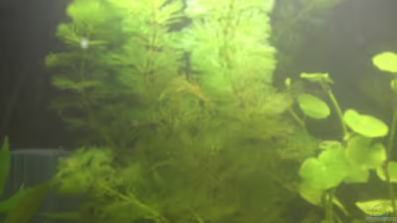 Karolina-Haarnixe (Cabomba carolineana) (7. Bild) von Mario H. (10)