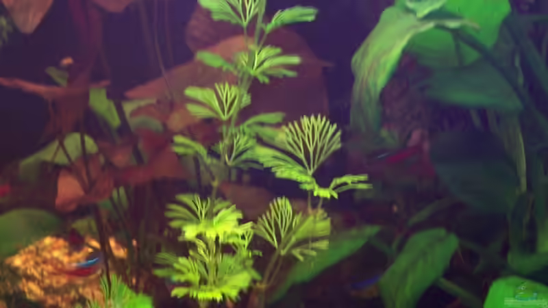 Karolina-Haarnixe (Cabomba caroliniana) von Jens J. (11)