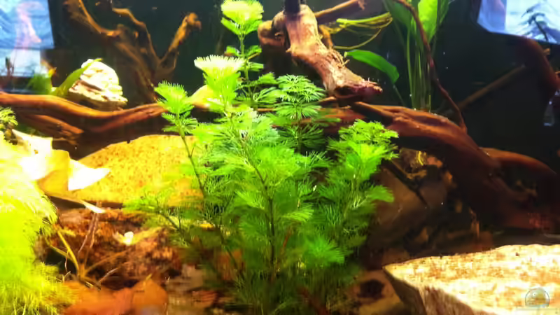 Karolina-Haarnixe von Snakehead (4)