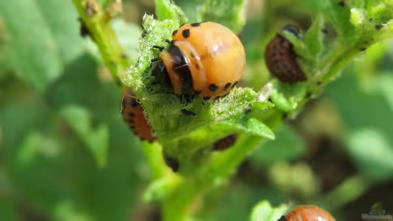 Kartoffelkäfer im Garten erkennen, verstehen und wirksam eindämmen