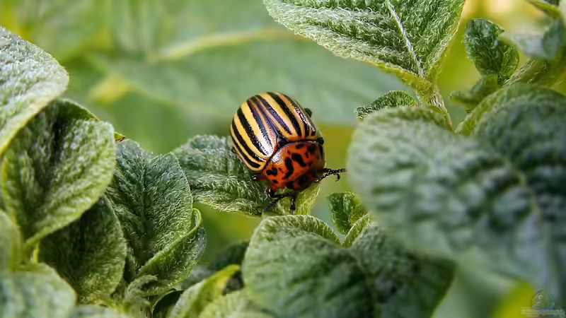 Kartoffelkäfer im Garten erkennen, verstehen und wirksam eindämmen