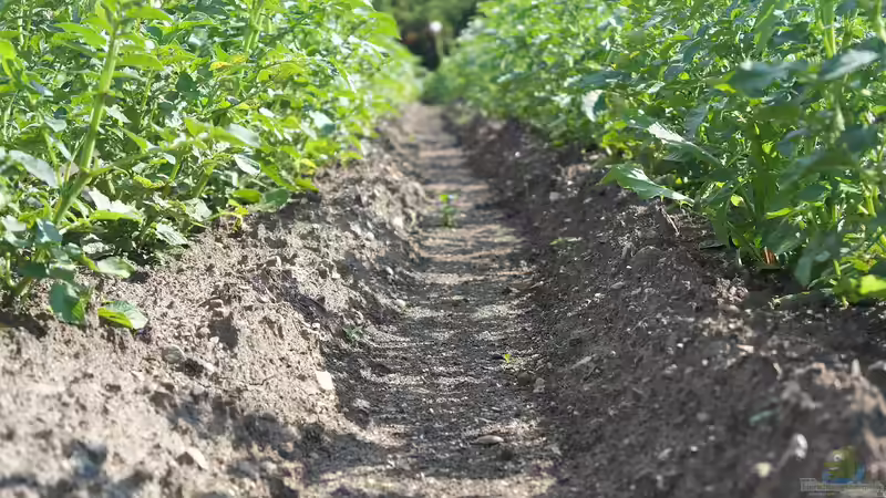 Kartoffeln im Garten selbst pflanzen: Was sind die besten Arten?