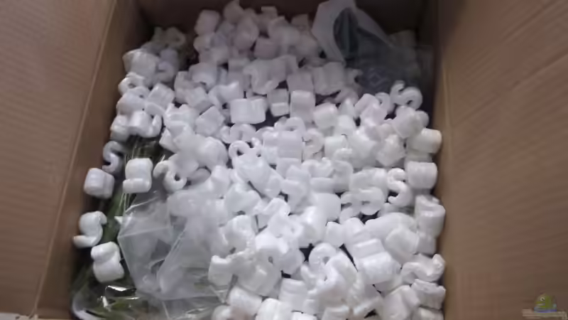 Karton von Wasserpflanzen-discount.de Sehr zu empfehlen von A. Twele (10)