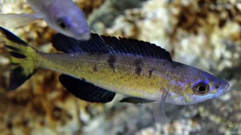 Kasai Männchen von Matze38 (12)