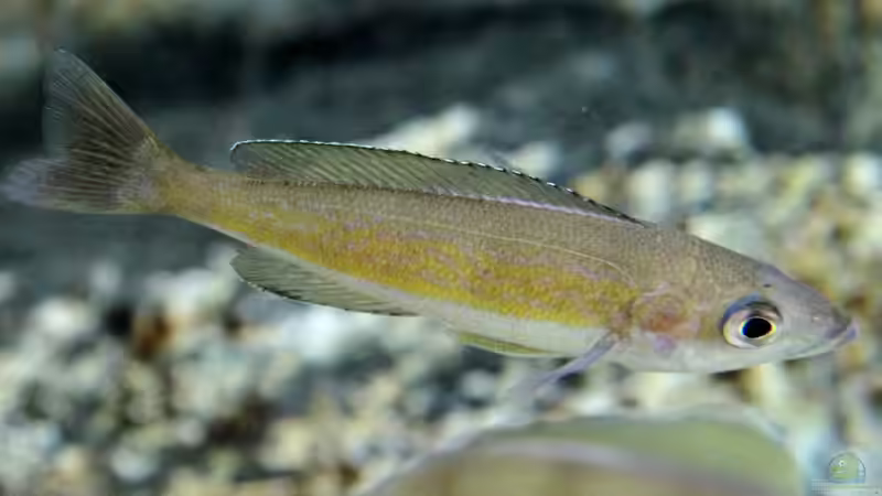 Kasai Weibchen von Matze38 (17)