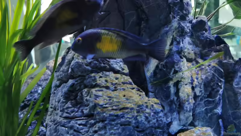 Kasakalawe aka Mpulungu von Ezi13 (13)