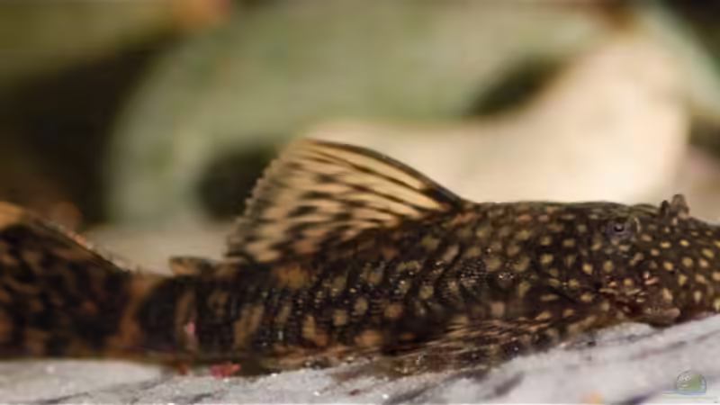 Kasimir mein Antennenharnischwels von Nadinsche (16)