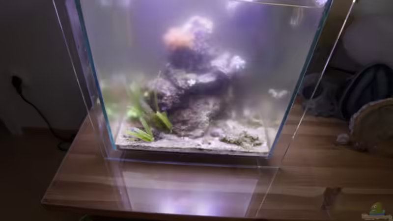 Katastrophe ausgeblutete Caulerpas und Cynos von starhopper (9)