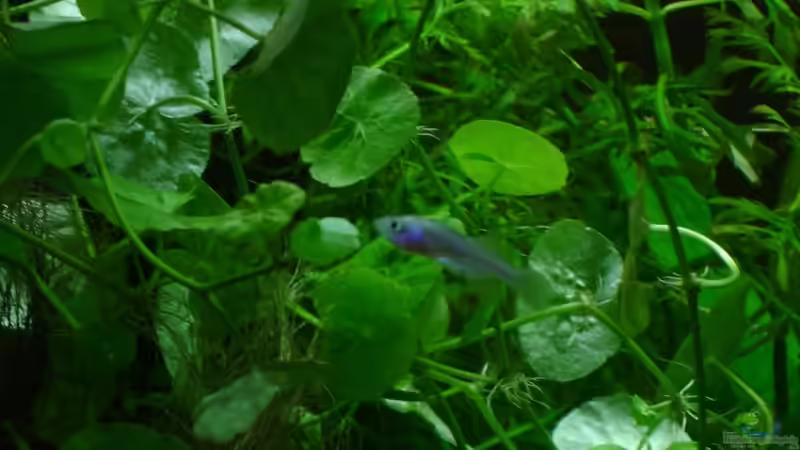 ´kate moss´ rachovii weibchen von iptila (20)