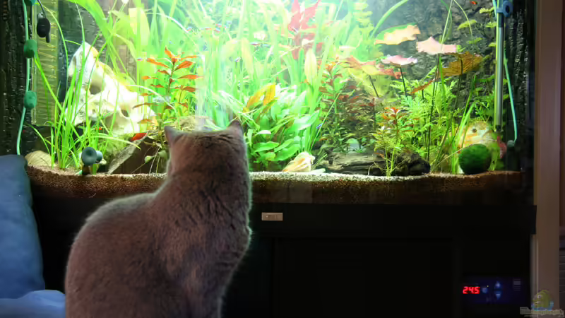Kater Carlo beim ´Fish-Spotting´ von Oli M. (4)