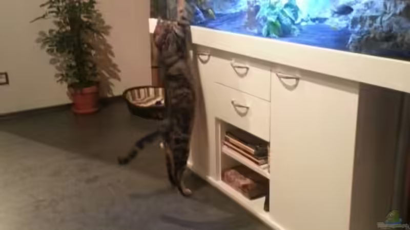 Kater Sam der Lausbub! von ~MISCHA WILKEN~ (16)