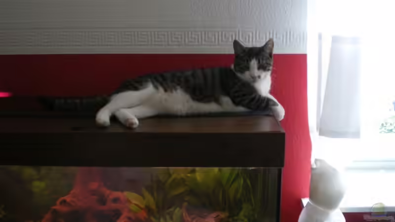 katze 1 von Thomas Weißleder (13)