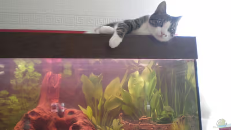 katze 2 von Thomas Weißleder (14)