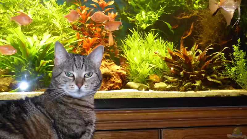 Katze und Fische gemeinsam in einem Haushalt